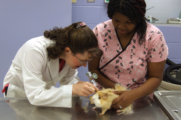 Hamster Checkup